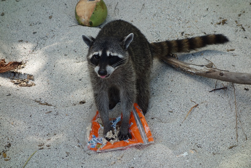 Tvättbjörn äter av mat som stulits av solbadande turister, Manuel Antonio Beach, Costa Rica.