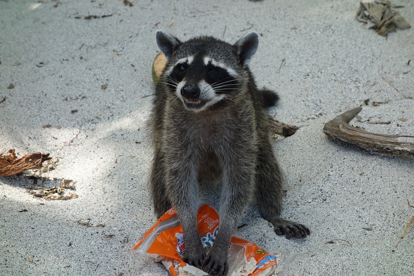 Tvättbjörn äter av mat stulet av solbadande turister, Manuel Antonio Beach, Costa Rica.