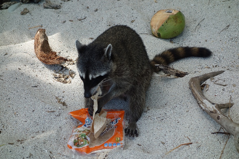 Tvättbjörn äter av mat som stulits av solbadande turister, Manuel Antonio Beach, Costa Rica.