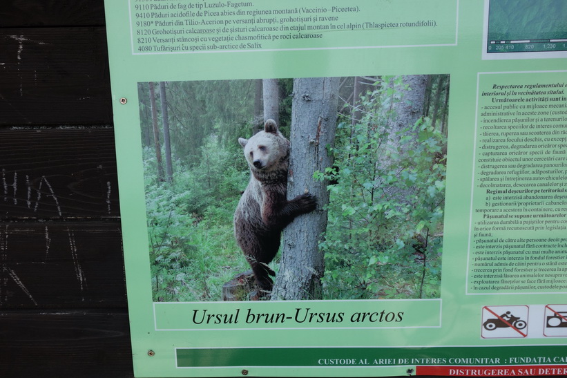 I Rumänien finns det gott om björnar, Mount Postăvarul.