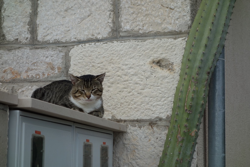 Katt och kaktus i Bol.