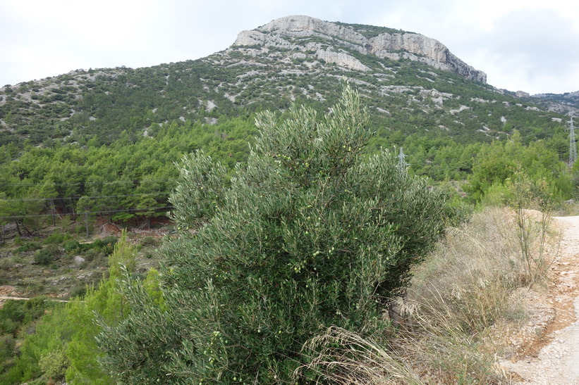 Ett mindre berg i sikte under vandringen från Bol till Vidova Gora.