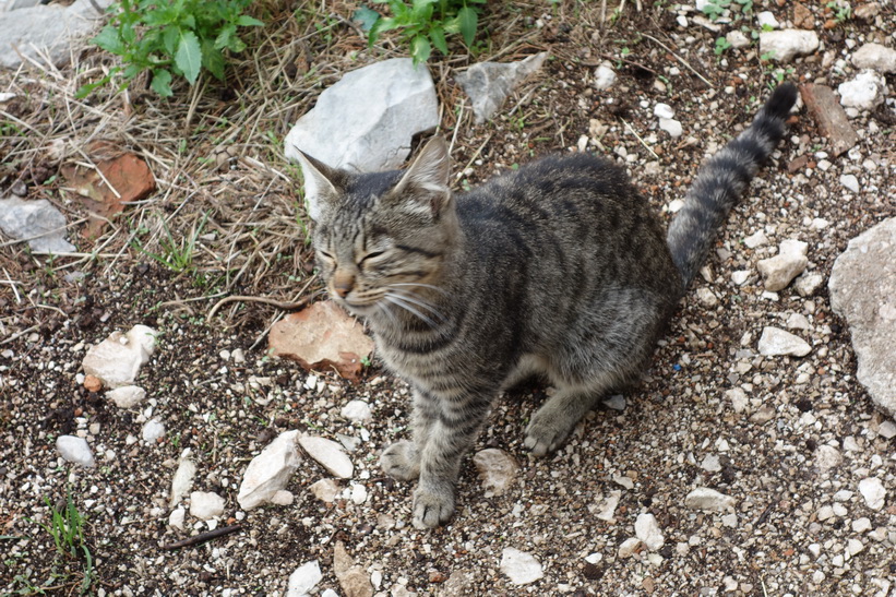 Katt uppe på St John's mountain, Kotor.