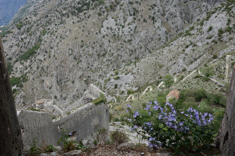 Fina blommor uppe på St John's mountain, Kotor.