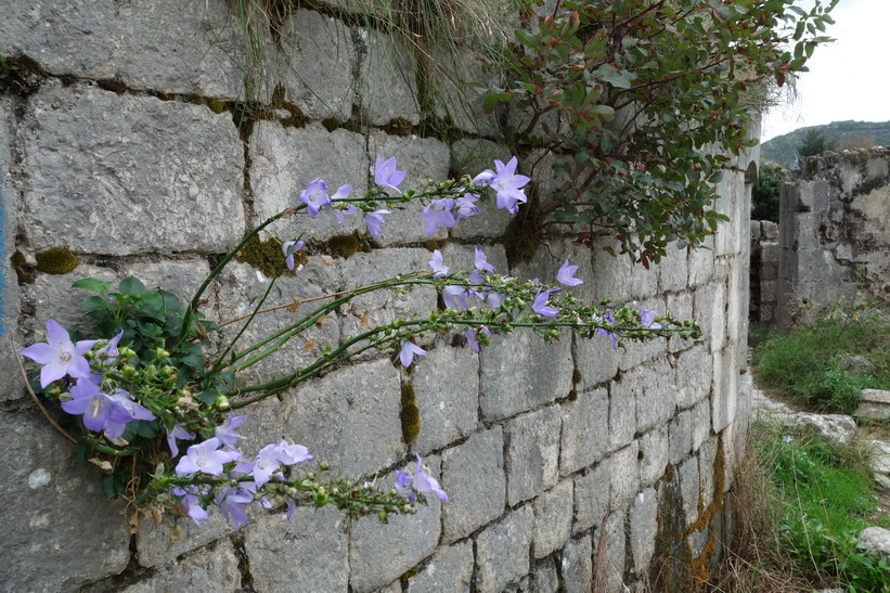 Fina blommor uppe på St John's mountain, Kotor.