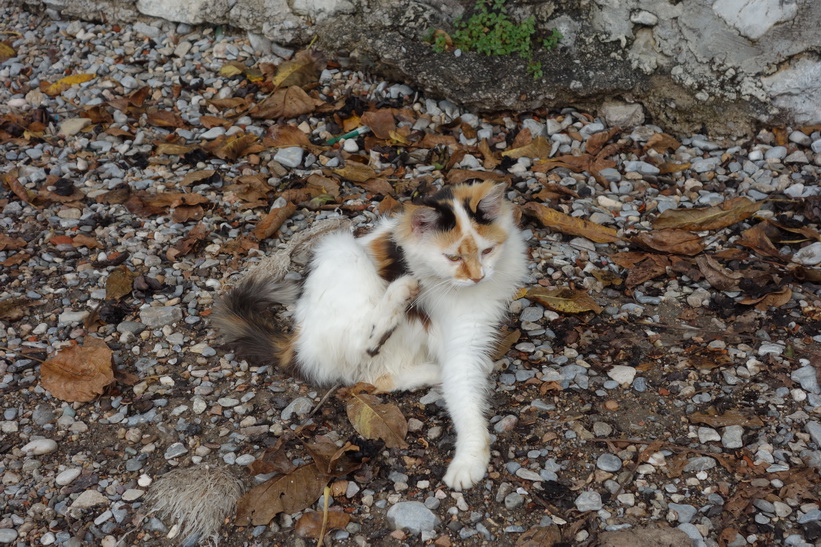 Katt på stranden i Lake Ohrid.