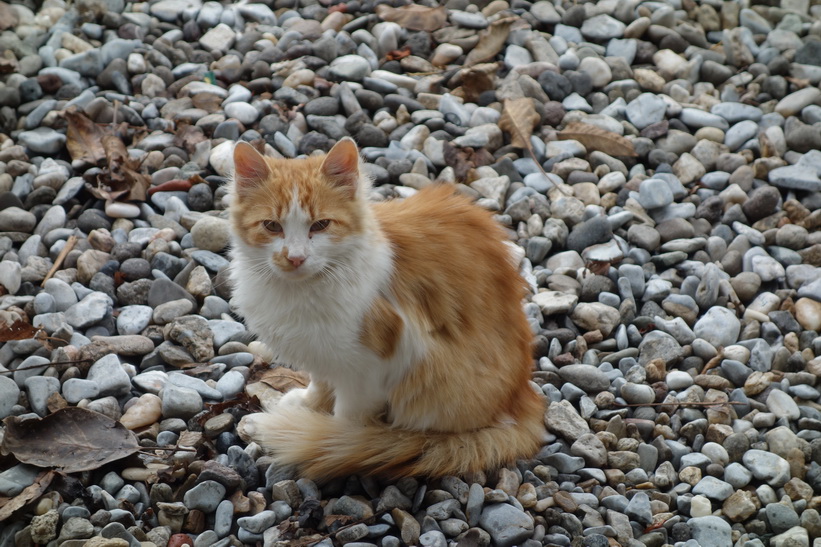 Katt på stranden i Lake Ohrid.