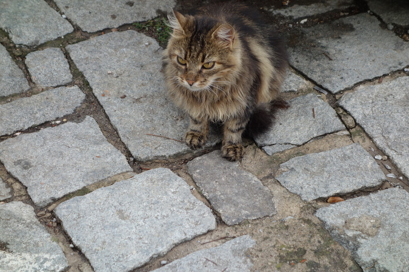 Katt vid Lake Ohrid.