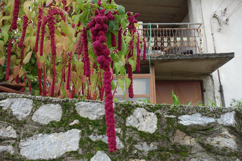 Jag tyckte dessa växter var jättehäftiga! Hittade dom längs en gata i centrala Ohrid.