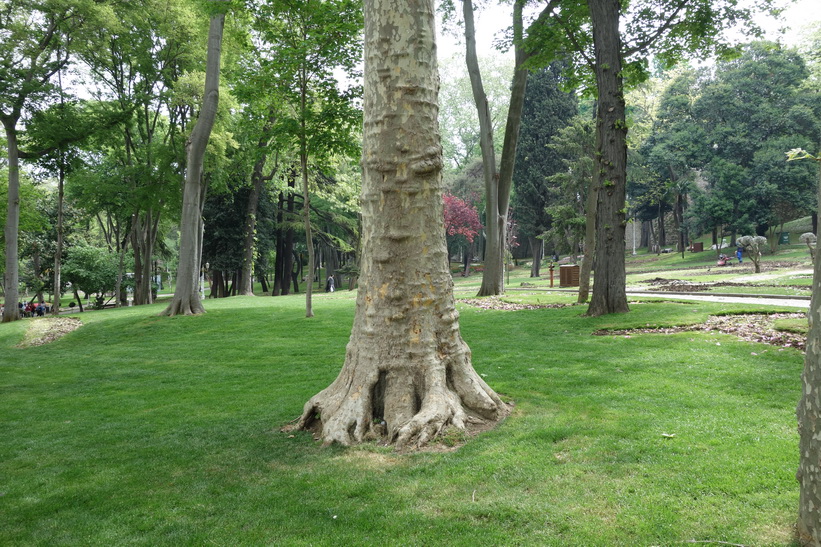 Gülhane Park, Istanbul.