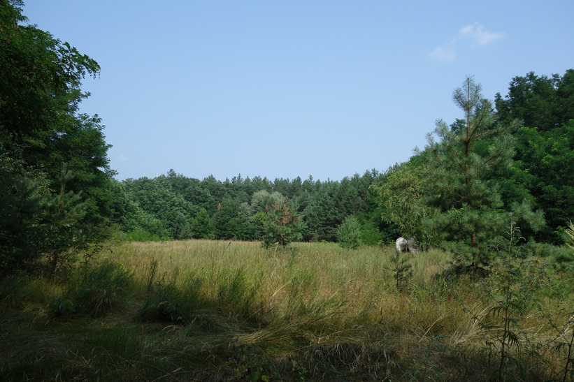 Naturen i närheten av The Russian Woodpecker.