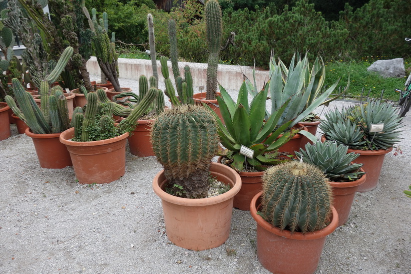 Botaniska trädgården, Ljubljana.