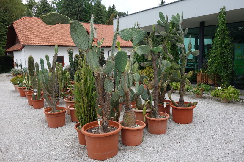 Botaniska trädgården, Ljubljana.