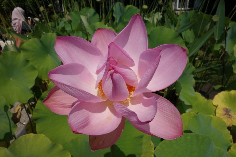 Botaniska trädgården i Zagreb.