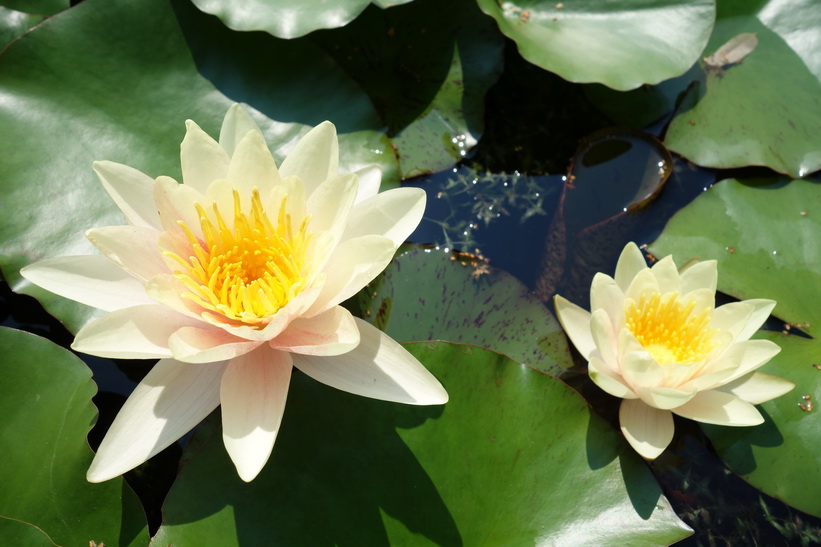 Botaniska trädgården i Zagreb.