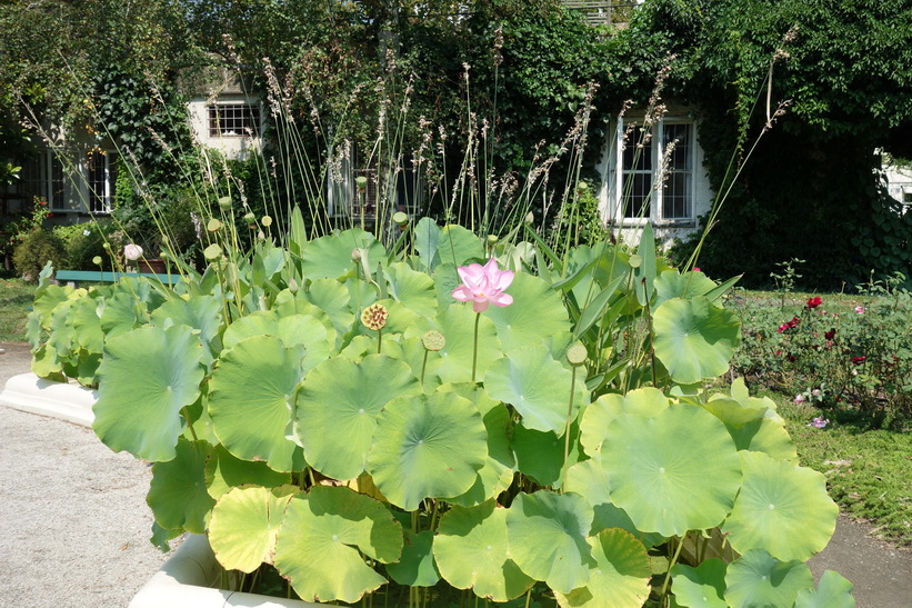 Botaniska trädgården i Zagreb.