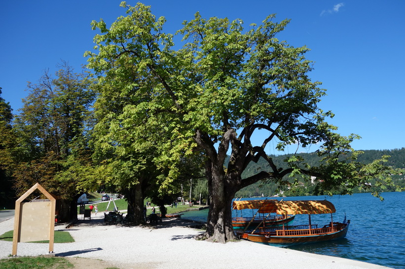 Båtar för utflykter på Lake Bled, Bled.