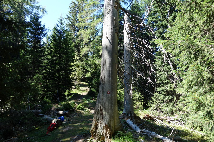 Längs sträckan mellan Vitranc och Ciprnik. Vandringen från Kranjska Gora upp till Ciprnik.