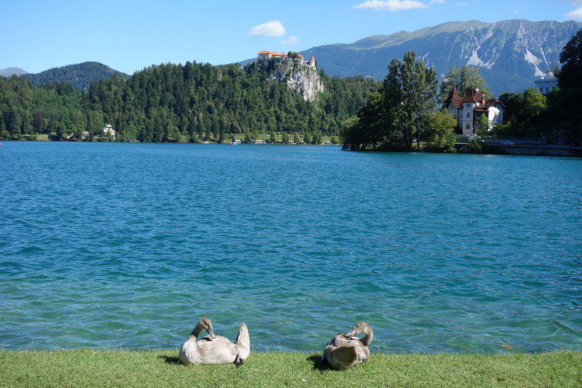 Fåglar med Lake bled och Bled castle i bakgrunden.