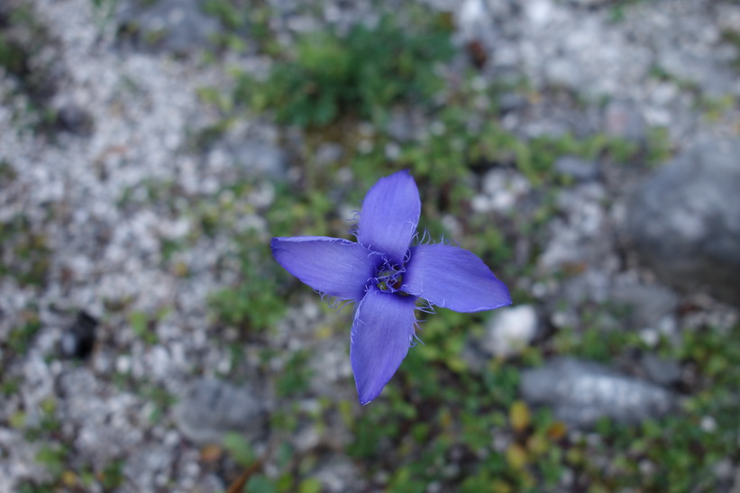 Vacker blomma i närheten av Triglavs norra vägg.