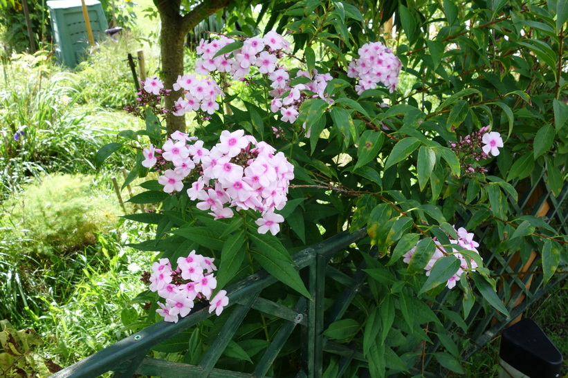 Vackra blommor i Sava-dalen, Radovlica.