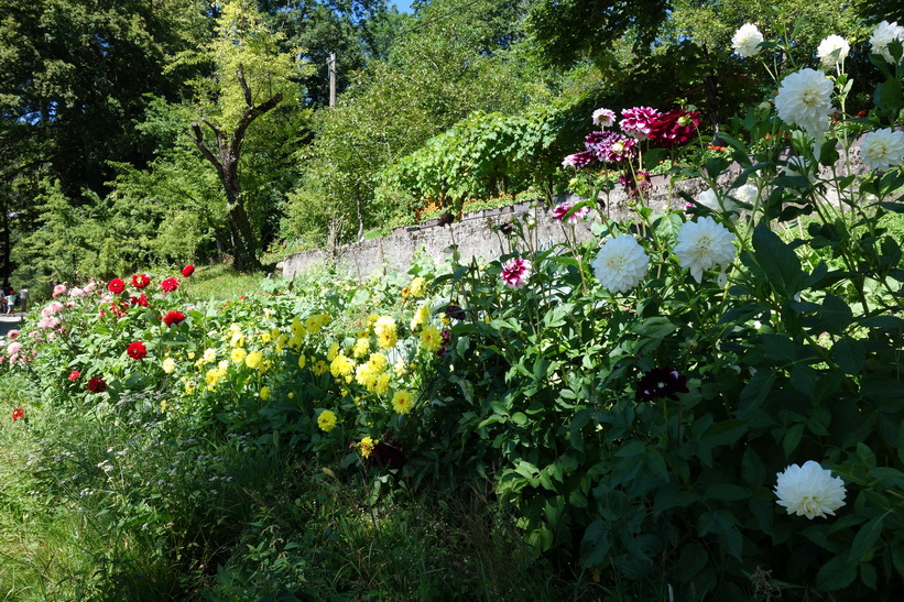 Vackra blommor vid Lake Bled, Bled.