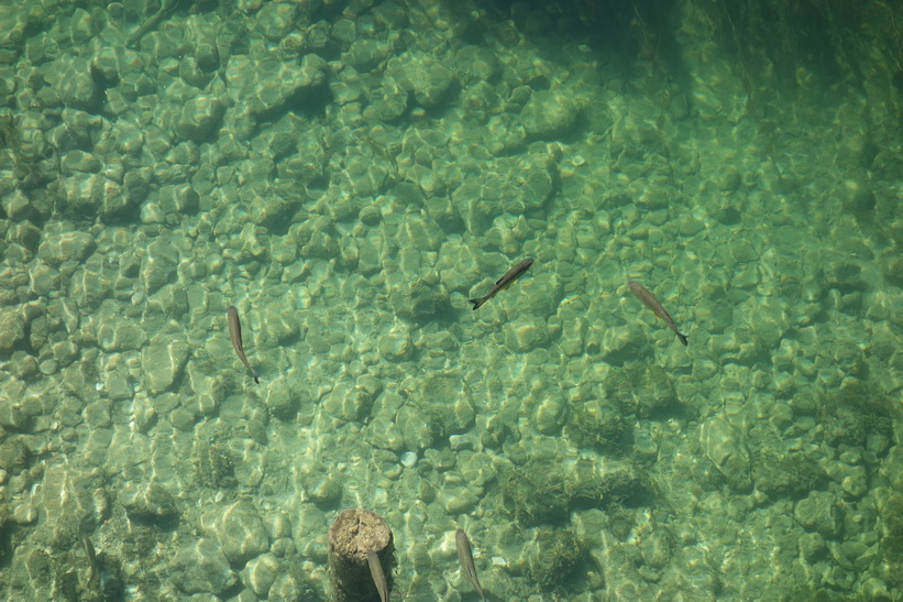 Fisk i Lake Bohinj.