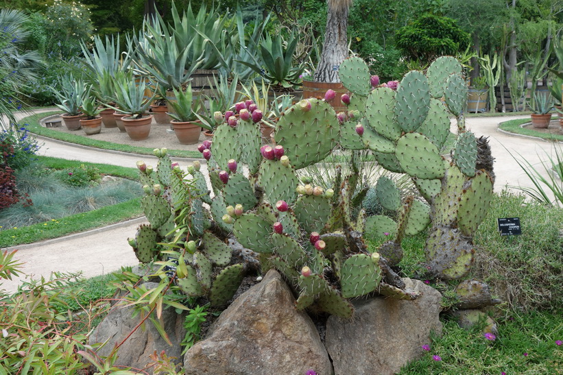 Lyon Botanical Garden, Lyon.