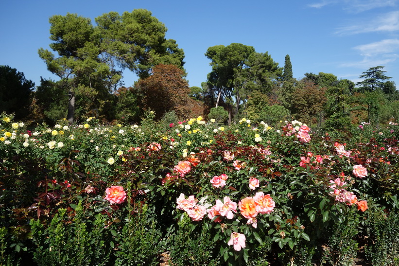 La Rosaleda, Parque de El Retiro, Madrid.