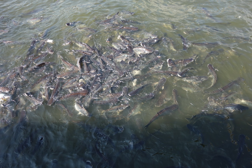 Enorma mängder fisk i Chao Praya-floden vid Mekhala Pier, Bangkok.