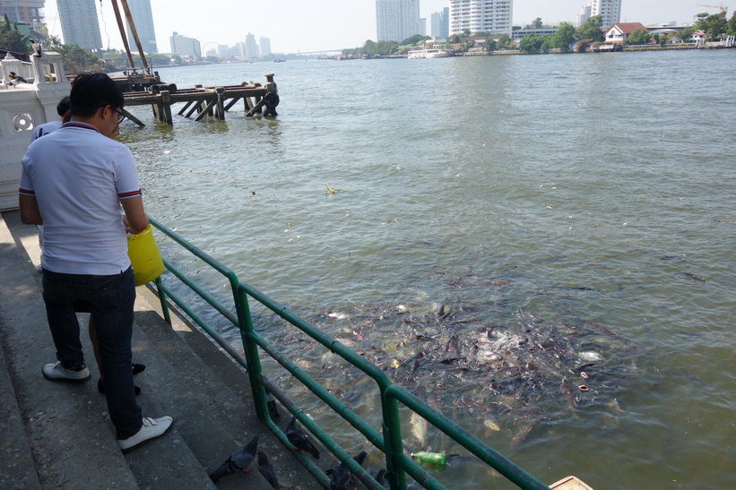 Enorma mängder fisk i Chao Praya-floden vid Mekhala Pier, Bangkok.