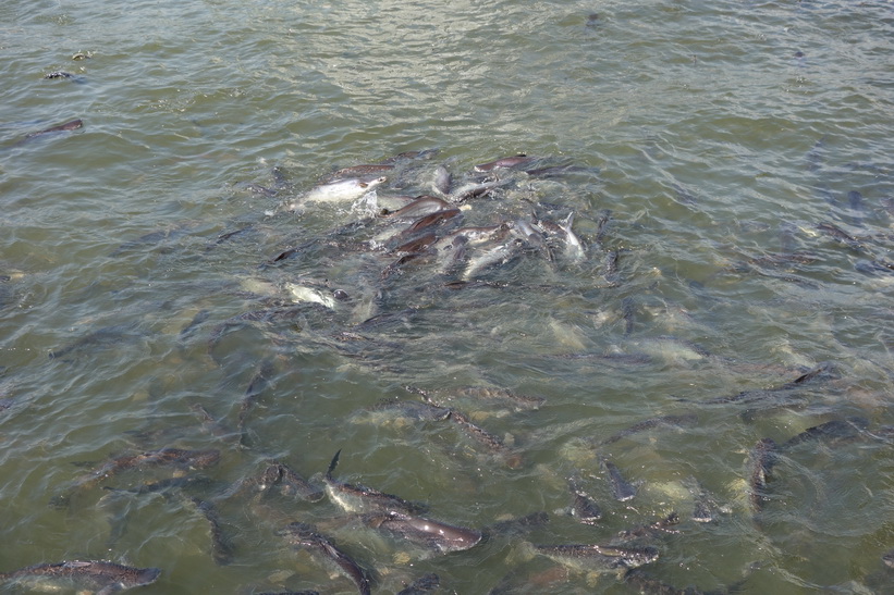 Enorma mängder fisk i Chao Praya-floden vid Mekhala Pier, Bangkok.