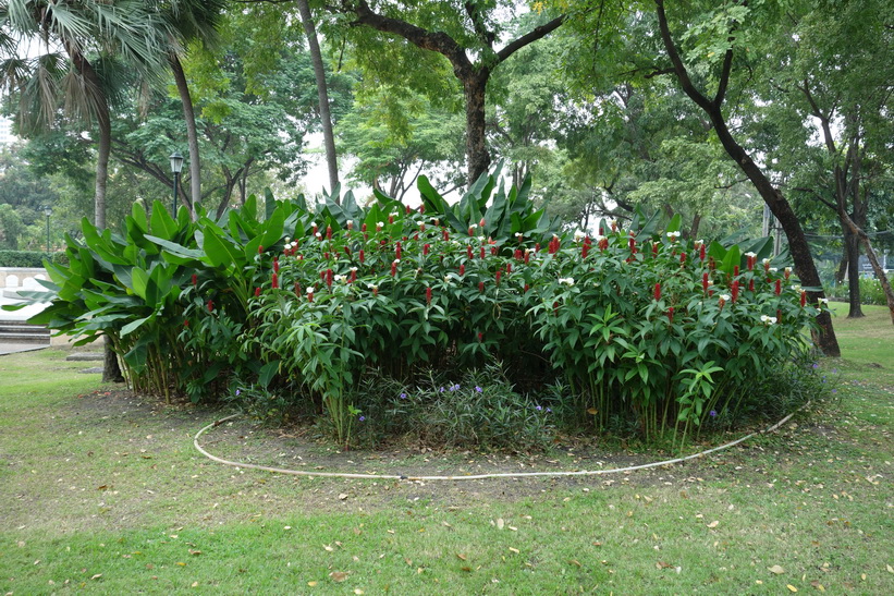 Benjakitti-parken, Bangkok.