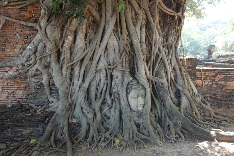 Historiska parken i Ayutthaya.