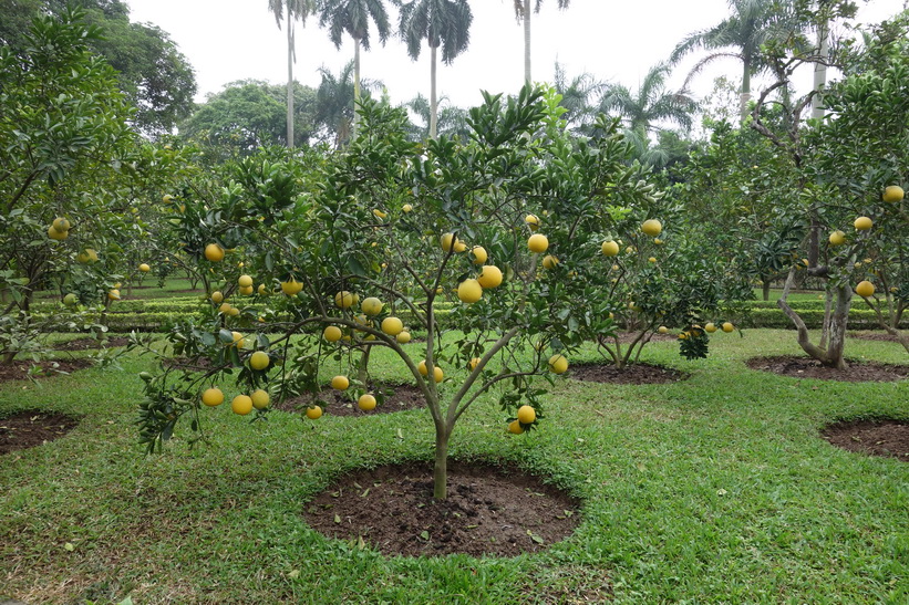 Fruktträd i Ho Chi Minh's residence, Ho Chi Minh complex, Hanoi.