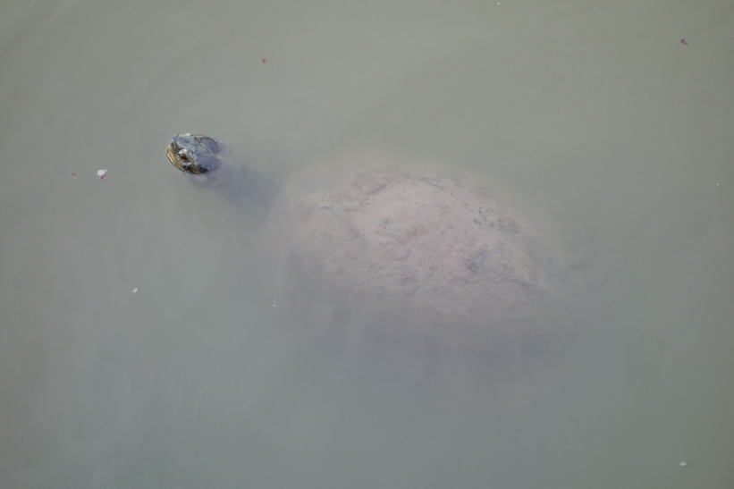 Sköldpadda i en av dammarna i Lumpini-parken, Bangkok.