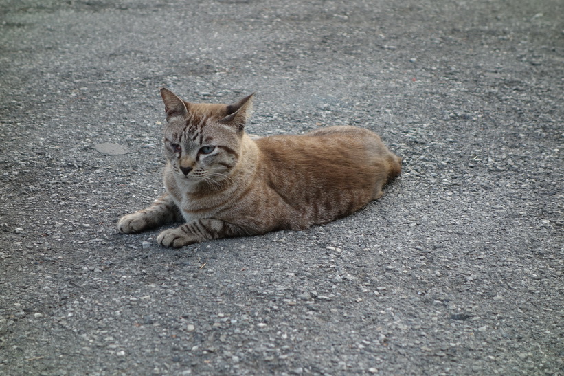 Katt i Lumpini-parken, Bangkok.