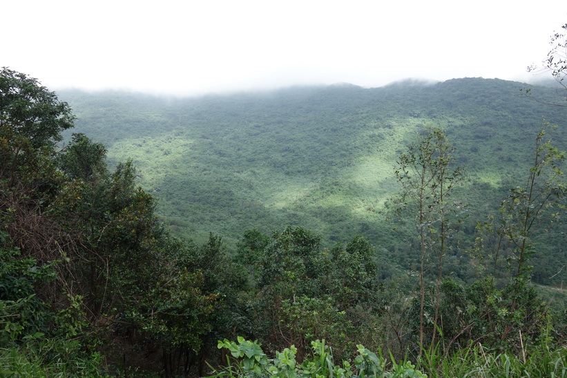 Djungel längs vägen upp till Son Tra Mountain (Monkey Mountain), Da Nang.