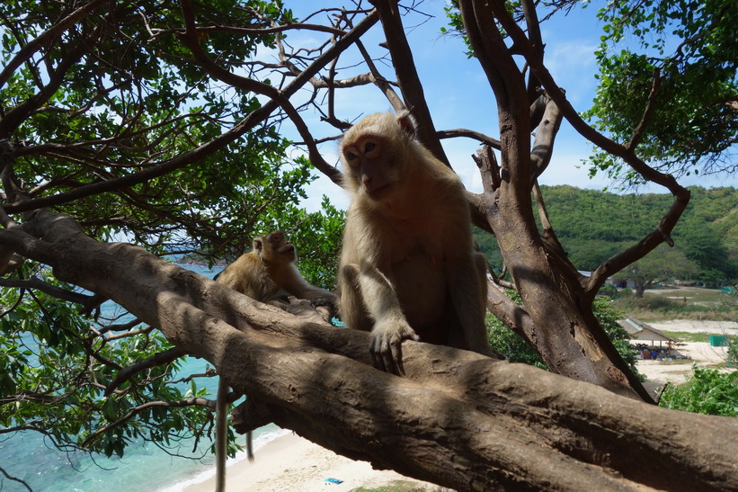 Nual Beach, Koh Larn.